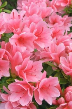 Coral Bells Azalea - 2 Gallon Pot