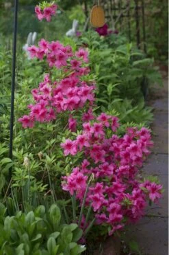 Orchid Showers Deja Bloom Azalea - 1 Gallon Pot -Wilson Bros Gardens Shop Azalea Deja Bloom Orchid Showers 5
