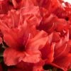 Red Tiara Deja Bloom Azalea - 1 Gallon Pot