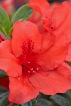 Red Tiara Deja Bloom Azalea - 1 Gallon Pot -Wilson Bros Gardens Shop Azalea Deja Bloom Red Tiara 4