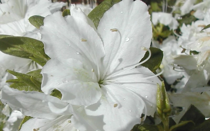 Delaware Valley White Azalea - 6 Pack Of 1 Gallon Pots 4 Delaware Valley White Azalea - 6 Pack Of 1 Gallon Pots - Image 4