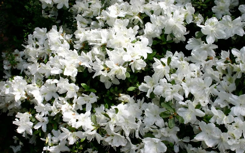 Delaware Valley White Azalea - 1 Gallon Pot 5 Delaware Valley White Azalea - 1 Gallon Pot - Image 5