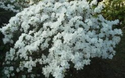 Delaware Valley White Azalea - 6 Pack Of 1 Gallon Pots 11 Delaware Valley White Azalea - 6 Pack Of 1 Gallon Pots -Wilson Bros Gardens Shop Azalea Deleware Valley White Landscape 1