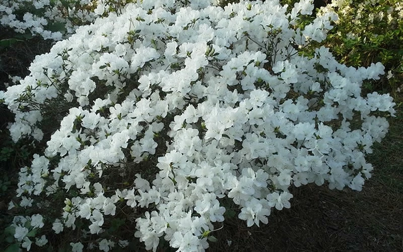 Delaware Valley White Azalea - 6 Pack Of 1 Gallon Pots 6 Delaware Valley White Azalea - 6 Pack Of 1 Gallon Pots - Image 6