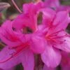 Autumn Amethyst Encore Azalea - 3 Gallon Pot