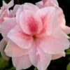 Autumn Belle Encore Azalea - 1 Gallon Pot