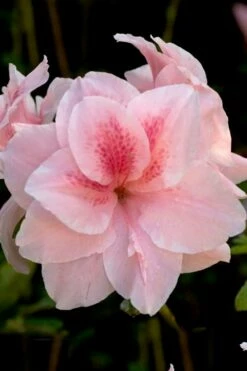 Autumn Belle Encore Azalea - 6 Pack Of 1 Gallon Pots