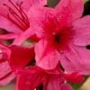 Autumn Cheer Encore Azalea - 3 Gallon Pot
