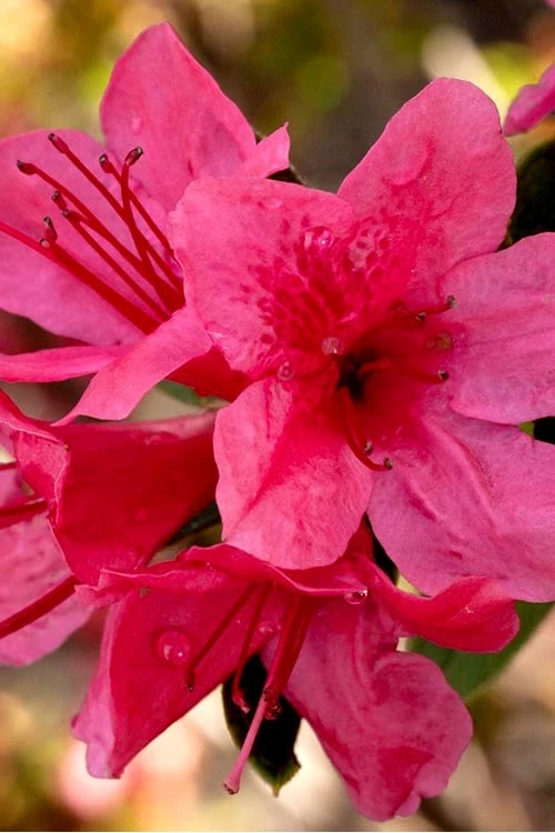 Autumn Cheer Encore Azalea - 6 Pack Of 1 Gallon Pots 1 Autumn Cheer Encore Azalea - 6 Pack Of 1 Gallon Pots