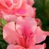 Autumn Coral Encore Azalea - 3 Gallon Pot