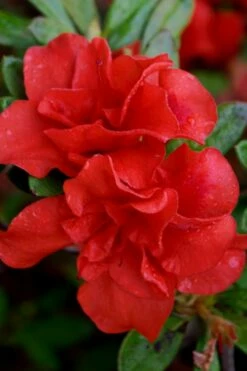 Autumn Embers Encore Azalea - 7 Gallon Pot