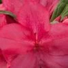 Autumn Jewel Encore Azalea - 1 Gallon Pot