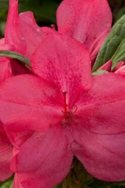 Autumn Jewel Encore Azalea - 1 Gallon Pot
