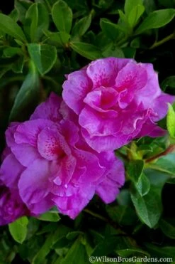 Autumn Majesty Encore Azalea - 3 Gallon Pot 11 Autumn Majesty Encore Azalea - 3 Gallon Pot -Wilson Bros Gardens Shop Azalea Encore Autumn Majesty 5 2