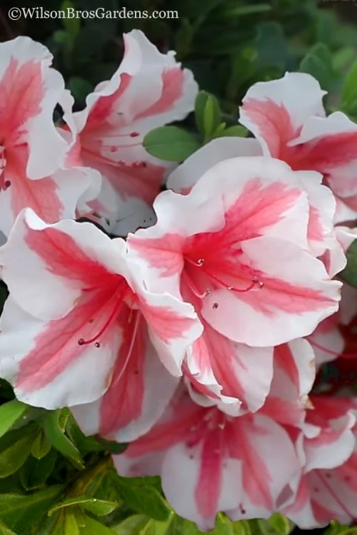 Autumn Starburst Encore Azalea - 6 Pack Of 1 Gallon Pots 1 Autumn Starburst Encore Azalea - 6 Pack Of 1 Gallon Pots