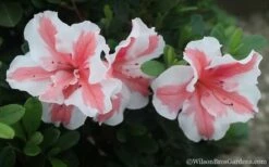 Autumn Starburst Encore Azalea - 6 Pack Of 1 Gallon Pots 7 Autumn Starburst Encore Azalea - 6 Pack Of 1 Gallon Pots -Wilson Bros Gardens Shop Azalea Encore Autumn Starburst 2 1