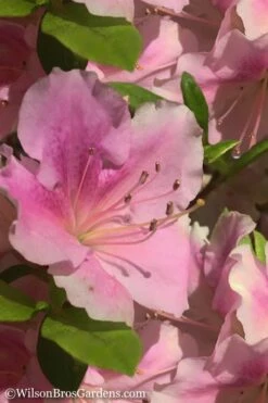 Autumn Sweetheart Encore Azalea - 3 Gallon Pot