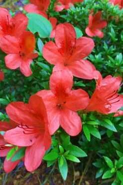Flame Creeper Dwarf Spreading Azalea - 1 Gallon Pot -Wilson Bros Gardens Shop Azalea Flame Creeper 11 2