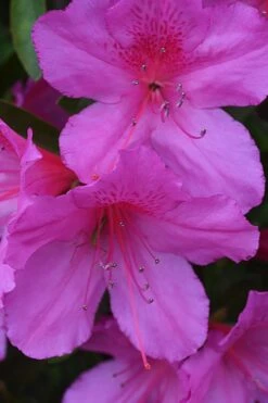 Formosa Southern Indica Azalea - 1 Gallon Pot -Wilson Bros Gardens Shop Azalea Formosa 500x750 1