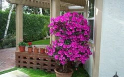Formosa Southern Indica Azalea - 3 Gallon Pot -Wilson Bros Gardens Shop Azalea Formosa Container 2