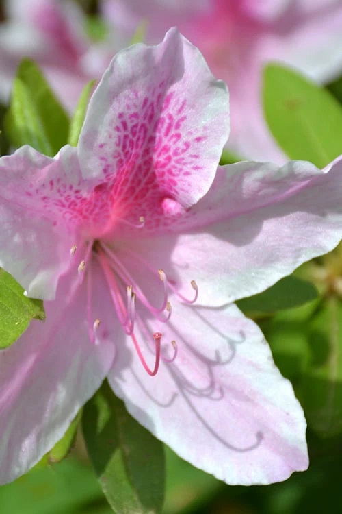 George L. Taber Southern Indica Azalea - 1 Gallon Pot 1 George L. Taber Southern Indica Azalea - 1 Gallon Pot