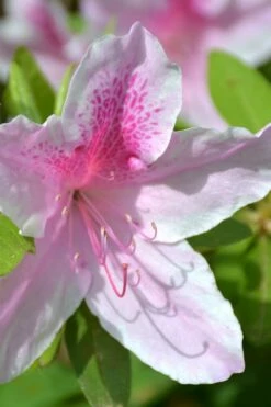 George L. Taber Southern Indica Azalea - 7 Gallon Pot