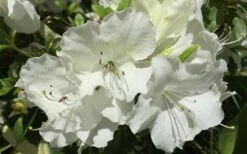 Girard's Pleasant White Azalea - 1 Gallon Pot 10 Girard's Pleasant White Azalea - 1 Gallon Pot -Wilson Bros Gardens Shop Azalea Girards Pleasant White