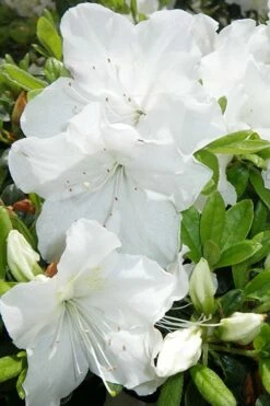Girard's Pleasant White Azalea - 1 Gallon Pot 11 Girard's Pleasant White Azalea - 1 Gallon Pot -Wilson Bros Gardens Shop Azalea Girards Pleasant White 500x750 1