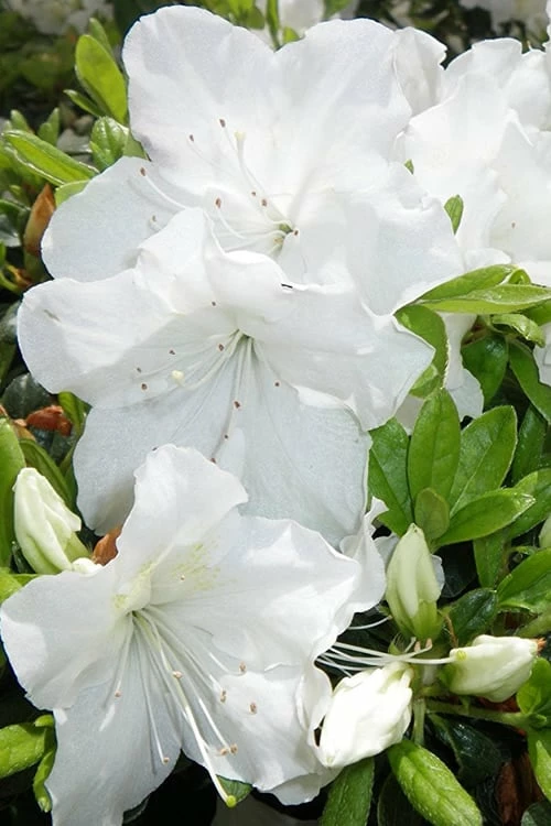 Girard's Pleasant White Azalea - 1 Gallon Pot 5 Girard's Pleasant White Azalea - 1 Gallon Pot - Image 5