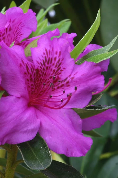 Herbert Azalea - 6 Pack Of 1 Gallon Pots 1 Herbert Azalea - 6 Pack Of 1 Gallon Pots