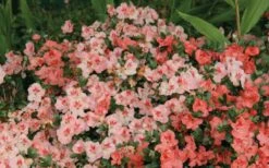 Hilda Niblett Azalea - 2 Gallon Pot -Wilson Bros Gardens Shop Azalea Hilda Niblet Flowers 2