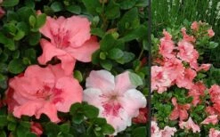 Hilda Niblett Azalea - 1 Gallon Pot -Wilson Bros Gardens Shop Azalea Hilda Niblet Flowers 3 1