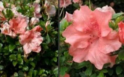 Hilda Niblett Azalea - 2 Gallon Pot -Wilson Bros Gardens Shop Azalea Hilda Niblet Flowers 4