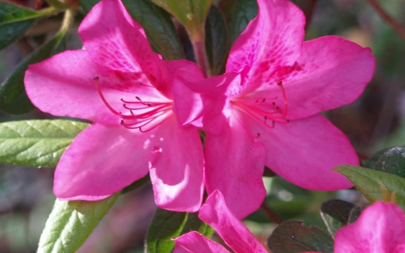 Judge Solomon Southern Indica Azalea - 3 Gallon Pot 3 Judge Solomon Southern Indica Azalea - 3 Gallon Pot - Image 3