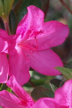Judge Solomon Southern Indica Azalea - 1 Gallon Pot