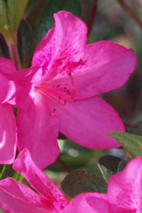 Judge Solomon Southern Indica Azalea - 3 Gallon Pot 1 Judge Solomon Southern Indica Azalea - 3 Gallon Pot