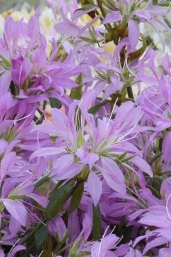 Koromo Shikibu Purple Spider Azalea - 3 Gallon Pot