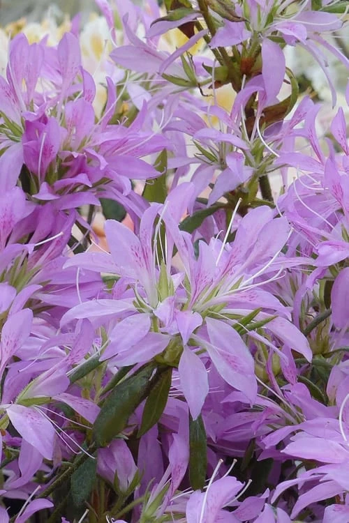 Koromo Shikibu Purple Spider Azalea - 6 Pack Of 1 Gallon Pots 1 Koromo Shikibu Purple Spider Azalea - 6 Pack Of 1 Gallon Pots