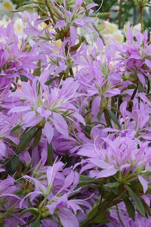 Koromo Shikibu Purple Spider Azalea - 6 Pack Of 1 Gallon Pots 4 Koromo Shikibu Purple Spider Azalea - 6 Pack Of 1 Gallon Pots - Image 4