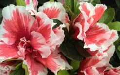 Mardi Gras Southern Indica Azalea - 1 Gallon Pot -Wilson Bros Gardens Shop Azalea Mardi Gras 2 1