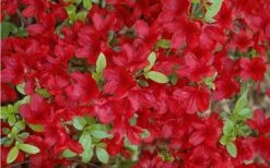 Midnight Flare Azalea - 3 Gallon Pot -Wilson Bros Gardens Shop Azalea Midnight Flare 1 1
