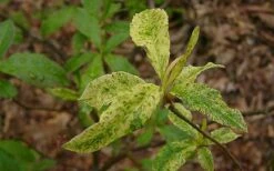 Dons Variegated Native Azalea - Rhododendron - 3 Gallon Pot 8 Dons Variegated Native Azalea - Rhododendron - 3 Gallon Pot -Wilson Bros Gardens Shop Azalea Native Dons Variegated 3
