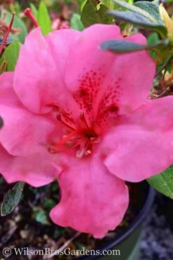 Pink Explosion Bloom 'N Again Azalea - 2 Gallon Pot -Wilson Bros Gardens Shop Azalea Pink Explosion Bloom N Again 20