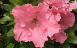 Gumpo Pink Dwarf Azalea - 2 Gallon Pot -Wilson Bros Gardens Shop Azalea Pink Gumpo