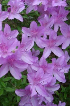 Poukhanense Lavender Azalea - 1 Gallon Pot