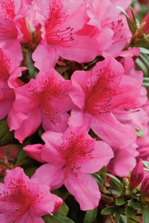 Pride Of Mobile Azalea - 1 Gallon Pot 4 Pride Of Mobile Azalea - 1 Gallon Pot - Image 4