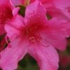 Pride Of Mobile Azalea - 1 Gallon Pot