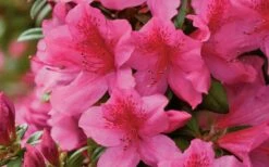 Pride Of Mobile Azalea - 1 Gallon Pot 9 Pride Of Mobile Azalea - 1 Gallon Pot -Wilson Bros Gardens Shop Azalea Pride of Mobile 15