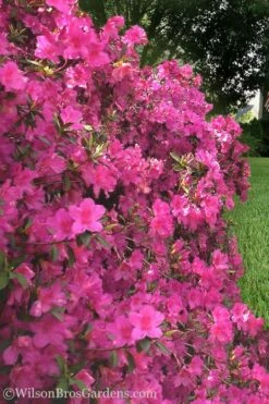 Pride Of Mobile Azalea - 3 Gallon Pot -Wilson Bros Gardens Shop Azalea Pride of Mobile 21 1