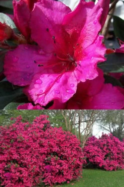 Red Formosa Azalea - 3 Gallon Pot -Wilson Bros Gardens Shop Azalea Red Formosa 1 500x750 3